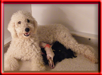 Freja and her goldendoodle puppies