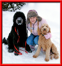 goldendoodles love the snow