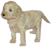 Rosie goldendoodle puppy